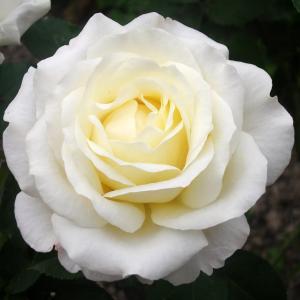 Эклер роза белые с зеленоватым или светло-желтым оттенком 1шт ГРАНДИФЛОРА 