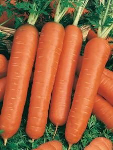 Тушон морковь весовые