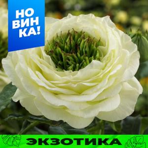 Грин Ай роза чайно-гибридная 1шт