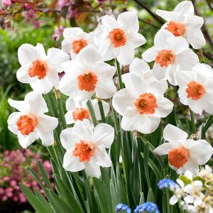 Кул Флейм нарцисс белый с сильно гофрированной коралловой коронкой 5шт (12/14)