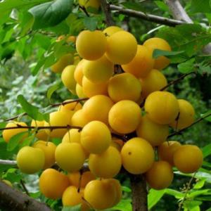 Царская слива русская (алыча) (в тубе)