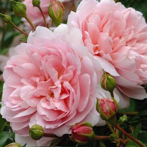 Рея роза флорибунда ПРЕМИУМ,бутоны нежно-розовые