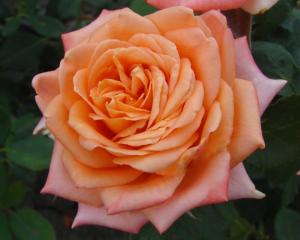 Камея роза розово-персикового цвета 1шт ПРЕМИУМ 