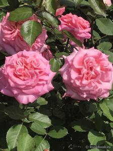 Эшли роза чайно-гибридная, цветки крупные, махровые, ярко-розовые.