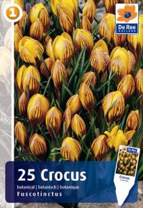Фускотинктус крокус  (5/+) желто-красные 25шт, 10-15см
