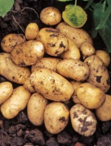 Тулеевский ЭЛИТА картофель 5кг сетка (Среднеспелый сорт(60-70дней) 