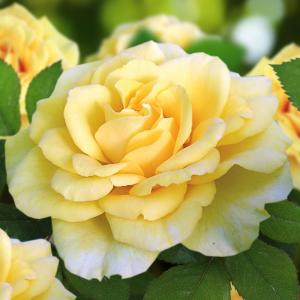 Санлайт романтика флорибунда, Махровые цветы насыщенной желтой окраски, в центре с медным оттенком
