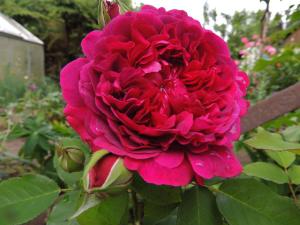 Уильям Шекспир роза шраб  парковая, , бутоны от красного к лиловому оттенку