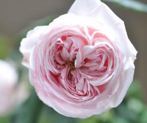 Нияда роза шраб парковая, цветки бледно-розовые.