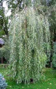 Шатер плакучая ива (в тубе)