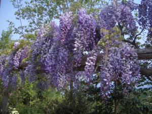Синензис глициния китайская 1шт (в тубе)