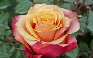 Черри Бренди роза чайно-гибридная, цветы бордово-оржанжевые.