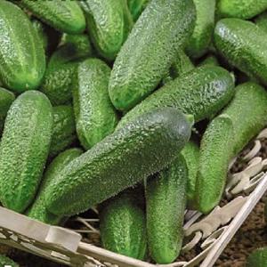 Мини огурец весовые
