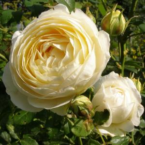 Клер Остин роза шраб, бутоны бледно-лимонного оттенка.