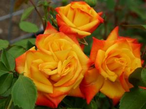 Самба роза спрей желто-алая