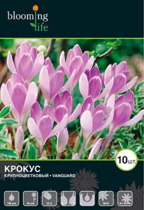 Вангуард крокус сиреневый 10шт, (10см), (7/8) Крупноцветковый