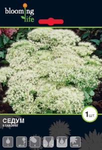 Стардаст седум 1шт (45см)