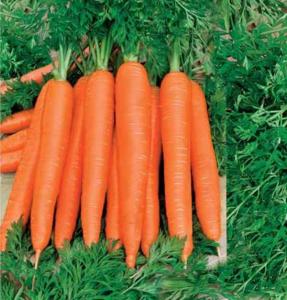 Осенний Король морковь весовые