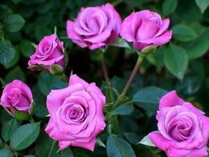Сиёхранг мини роза спрей, бутоны собраны из нежных сиреневых, лиловых лепестков с пурпурным краем.