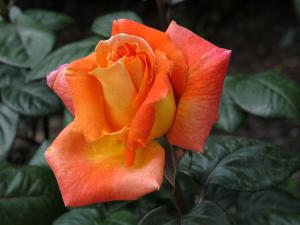 Луи де Фюнес роза чайно-гибридная золотисто-медной окраски 1шт