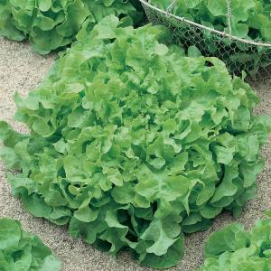 Изумрудный листовой салат весовые