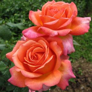 Рене Госсини роза чайно-гибридная. бутон окрашен в оранжево-мандариновый тон. 