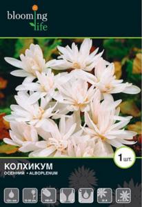 Альбопленум колхикум осенний 1шт (13/+) (15-20см)