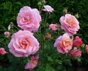 Кисс роза флорибунда,лососево-розовая 