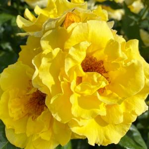 Оттава роза плетистая канадская,лимонно-желтой окраски