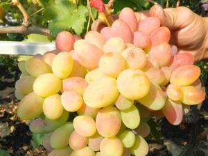 Сенсация виноград, ранний (100-110 дней).