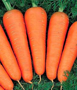 Канада F1( Бейо) (1упак/100 000шт) морковь весовые