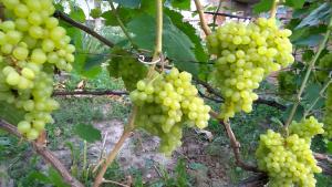 Сверхранний Бессемянный виноград 1шт,белые с золотистым оттенком.