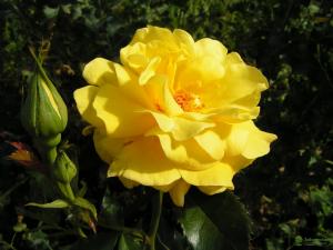 Фрезия роза интенсивно-желтой окраской лепестков флорибунда 1шт