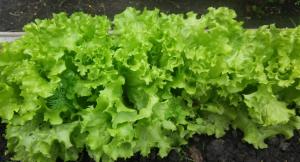 Изумрудное кружево листовой салат весовые