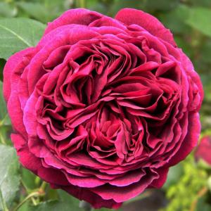 Сольфеджио роза флорибунда.Бутоны пурпурно-розовые.