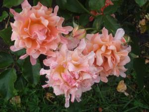 Раффлс Дрим роза флорибунда, кремово-розовая,1шт.