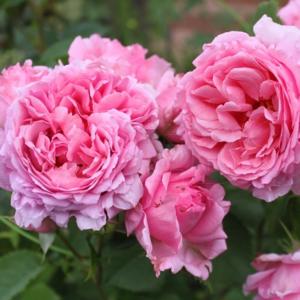 Бьенвеню роза Клаймбер (плетистая) розовая 1шт.