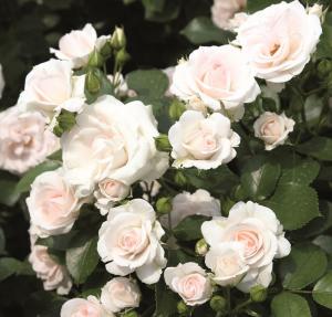Аспирин Роуз роза шраб