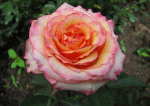 Фруктовый ликер роза персиково-желтые бутоны разбавлены красноватым цветом 1шт 