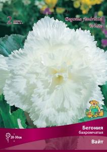 Бахромчатая Вайт бегония 2шт (4/5)