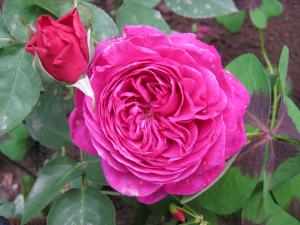Хайди Клум флорибунда роза фиолетового тона 1шт