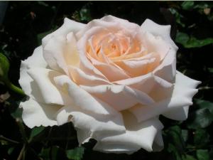 Рикотта роза, лепестки крупные, нежные, будто созданы из зефира.