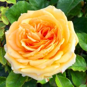 Санта Бьянка роза флорибунда ПРЕМИУМ, лепестки нежного карамельного цвета