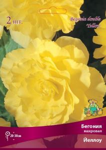 Махровая Йеллоу бегония 2шт (4/5) 