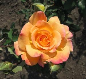 Самба Пати роза флорибунда