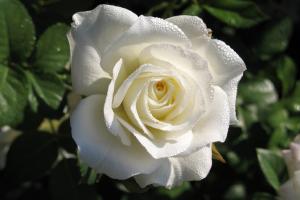 Маруся роза чайно-гибридная, цвет белый