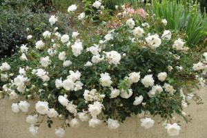 Сноу Балет белая почвопокровная роза
