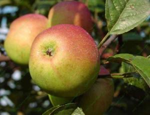 Орлинка яблоня (в тубе) (Поиск)