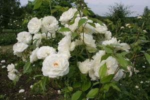 Айсберг белый роза флорибунда