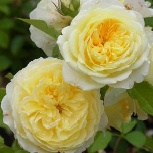 Пилигрим парковая роза нежно-желтая1шт 